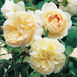 Rose 'Lichfield Angel'